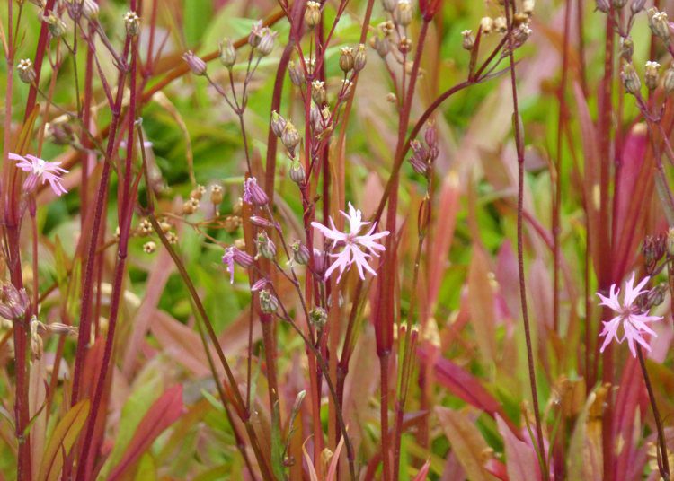Silene-flos-cuculi-A-perennial-wildflower-of-boggy-or-marshy-meadows-Common-name-Ragged-Robin