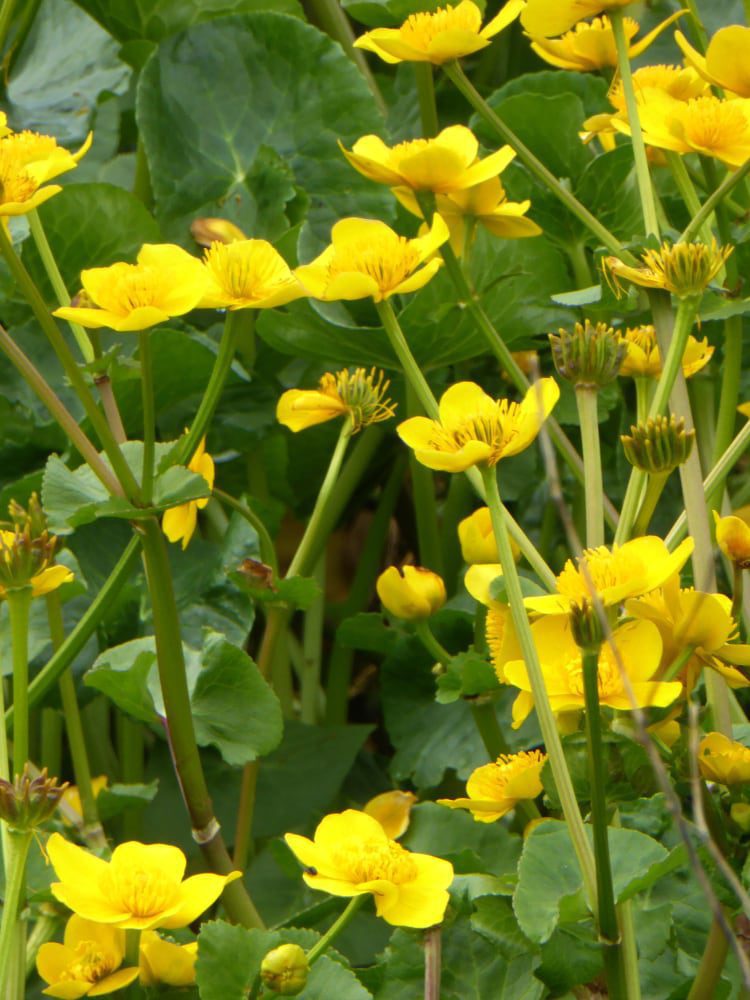 Terraqua_Caltha-palustris-Another-bee-friendly-plant