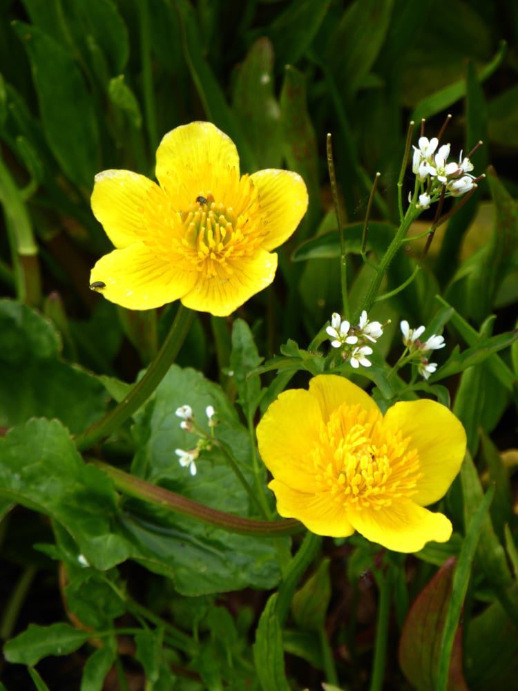 Terraqua_Caltha-palustris-Another-bee-friendly-plant1