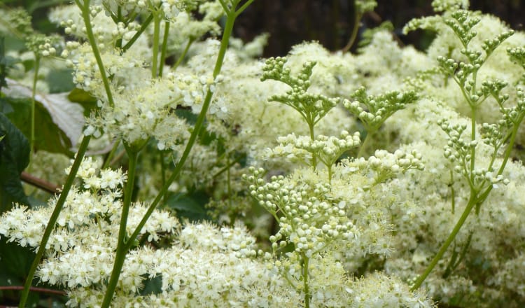 Filipendula-ulmaria-a-showy-perennial-of-damp-places-Great-nectar-plant-for-bees-and-butterflies-Common-name-Meadowsweet