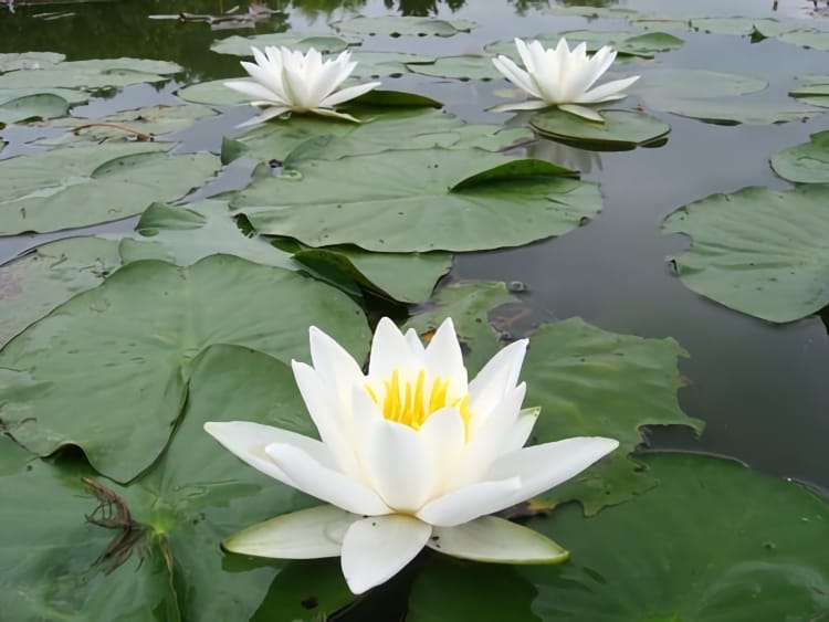 Nymphaea-alba-flower-2-WATER-LILY (1)