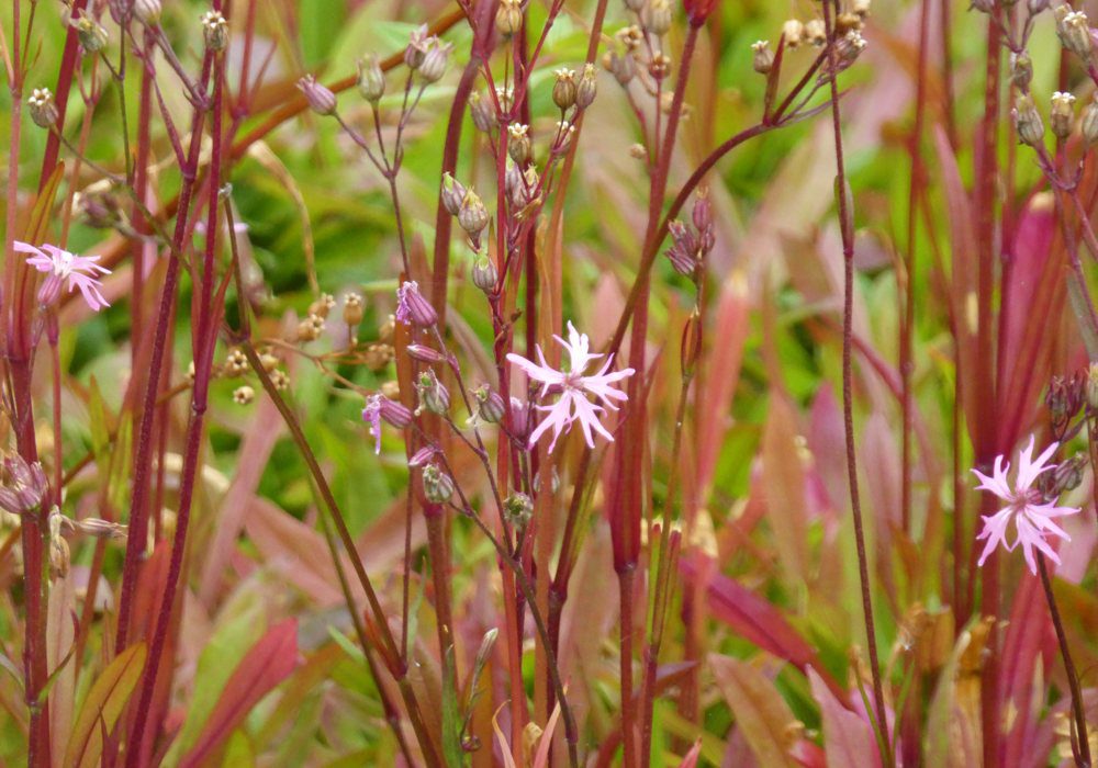 Silene-flos-cuculi-A-perennial-wildflower-of-boggy-or-marshy-meadows-Common-name-Ragged-Robin_terraqau